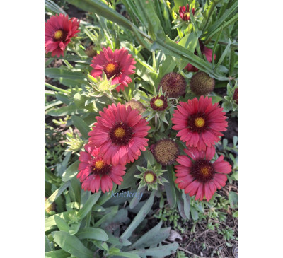Гайлардія великоквіткова Месса Ред (Gaillardia  Messa Red)